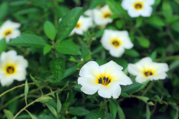 Fototapeta premium The beauty of white flower