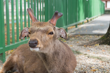 A young red deer stag in Nara, Japan