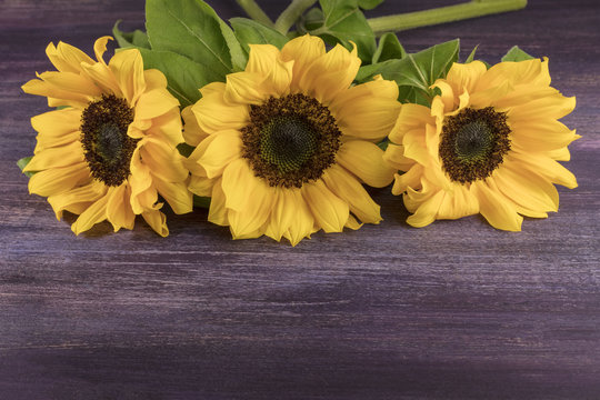 Yellow sunflowers on purple with copyspace