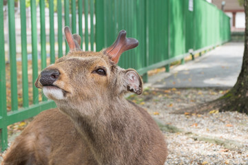 Fototapeta premium A young red deer stag in Nara, Japan