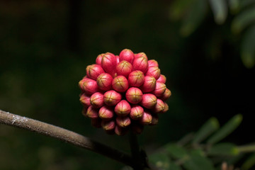 Closeup Pink Red and Yellow Buds
