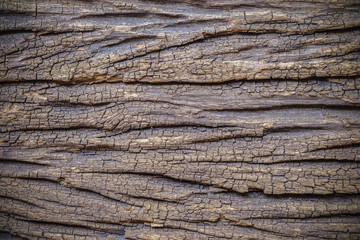Fototapeta premium wood texture