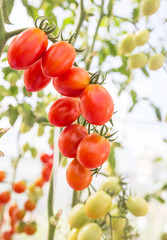 Close up yellow cherry tomatoes hanging on trees in organic farm  selective focus
