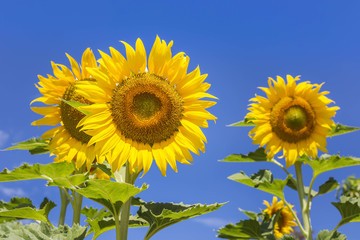 sunflower blooming on the field with  blue sky background  