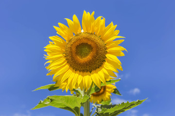 sunflower blooming on blue sky background 