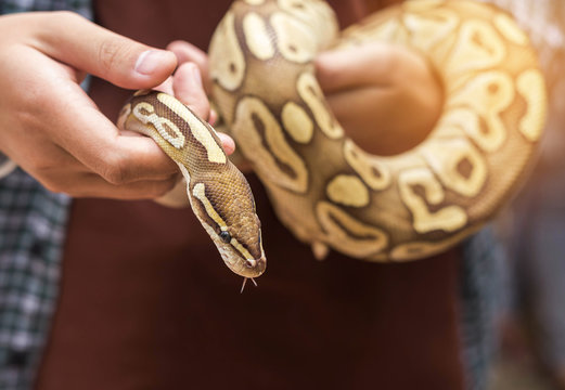 close up python bivittatus or burmese python snake  in the hand