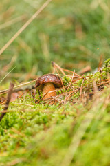 Boletus growing in autumn green moss