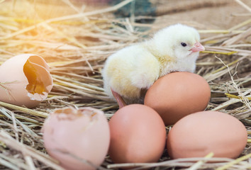 easter baby chicken with broken eggshell in the straw nest on the morning.