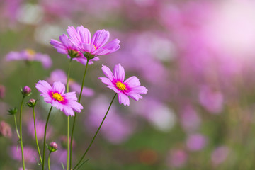 close up pink cosmos flowers blooming in the field  