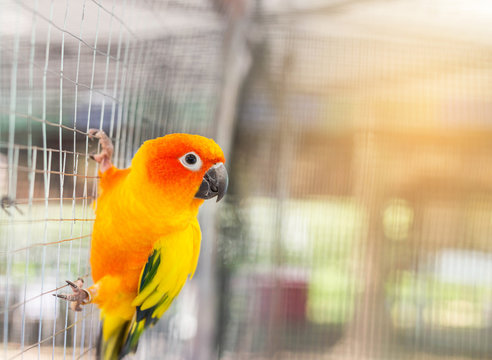 Fototapeta Close up sun conure (Aratinga solstitialis) climbing in the cage .selective focus 
