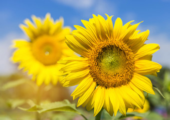 sunflower blooming on the field with  blue sky background 