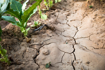 Drought close up.