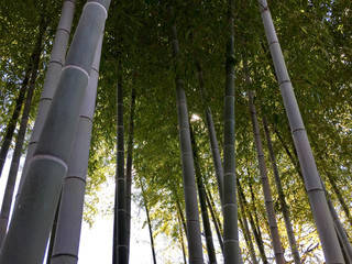 Japanese Bamboo