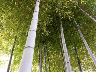 Japanese Bamboo