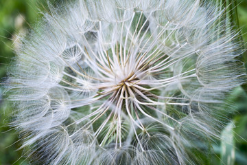 Tragopogon pseudomajor S. Nikit. Dandelion