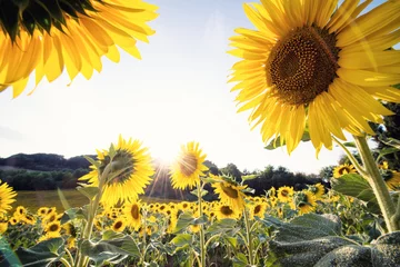 Schilderijen op glas yellow sunflowers close-up in a sunny day © ZoneCreative