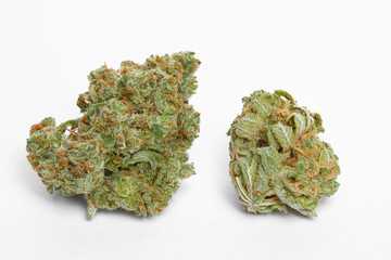 Close up of Jack Herrer medical and Charlie Sheen marijuana buds