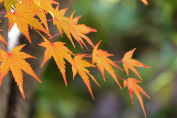 日本のもみじ