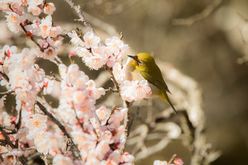 梅の花とメジロ