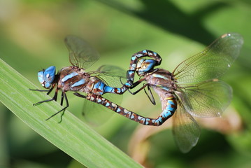 two dragonflies mating