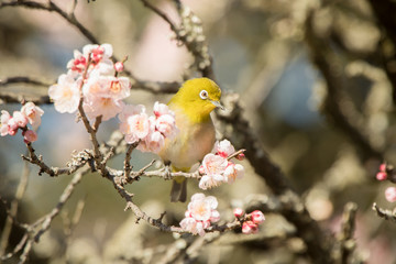 梅の花とメジロ