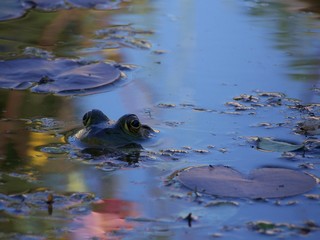 Bullfrog in the pond