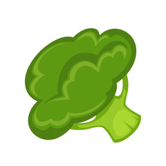 Green Broccoli Edible Plant Isolated on White