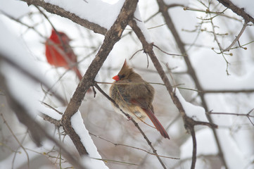 Northern Cardinal bird, sitting on a branch. Snow.Winter