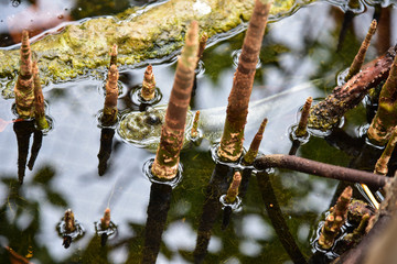 Mudskipper