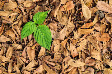 Leaves, fresh and dried leaves