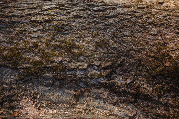 tree bark