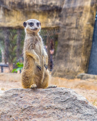 A cute meerkat standing on the rock