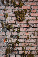 brick wall with moss