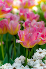 Colorful of tulip