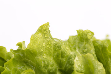 Fresh Lettuce isolated on white background.