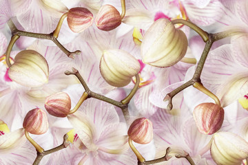 Obrazy na Szkle  biało-fioletowo-różowa orchidea pąków. tło kwiatów storczyków. Kompozycja kwiatowa. kolaż pstrokatych kwiatów pręgowanych. Natura.