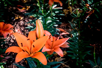 Orange lily flowers