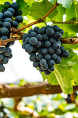 Grape on green leaves background