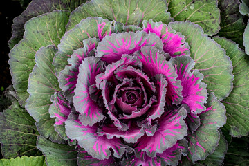 Top view of color cabbage