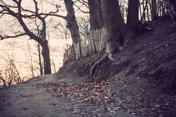 Trees in Hoge Veluwe