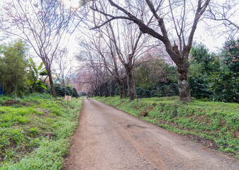Road of Cherry Blossom