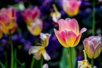 Colorful of tulip