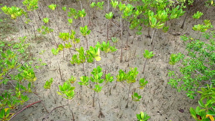 Young mangrove tree