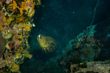 Naklejka na ściany i meble Malabar grouper