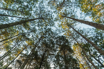 Pine Forest