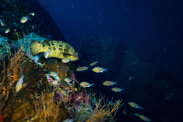 Fototapeta na wymiar Malabar grouper