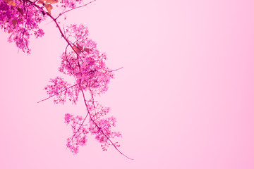 Branches with pink flowers blossoming with pink tone - obrazy, fototapety, plakaty