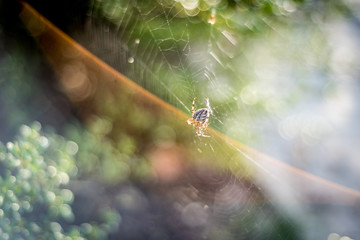 Spider in web