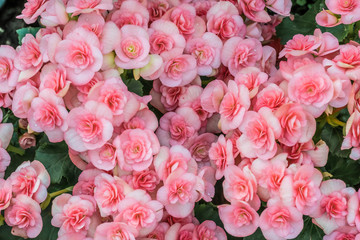 Beautiful Pink begonia