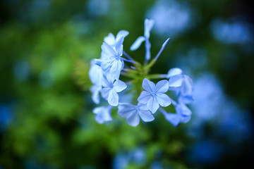 blue flowers